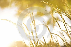 Beautiful Golden Grass Field At Sunset. Selective Focus. Rural Scene.