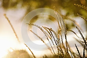 Beautiful Golden Grass Field At Sunset. Selective Focus. Rural Scene.