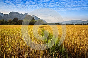 Beautiful golden and green Rice field with mountain in Vang Vieng, Laos.