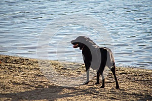 Beautiful chocolate lab dog on a beach by water`s edge