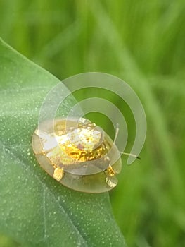 A beautiful golden insect