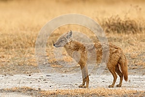 Beautiful golden jackal or common jackal Canis aureus