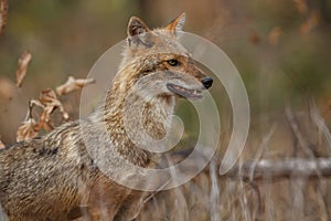 Beautiful golden jackal in nice soft light in India