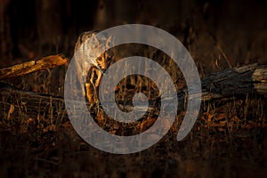 Beautiful golden jackal in nice soft light in India