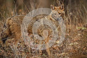 Beautiful golden jackal in nice soft light in India