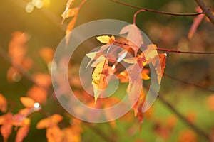 Beautiful golden japanese maple leaves on a tree branch on autumn day