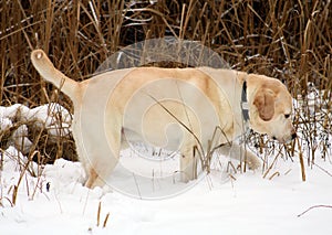 Beautiful golden labrador retriever playing in the snow