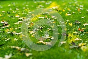 Beautiful golden maple leaves on green grass on bright autumn day