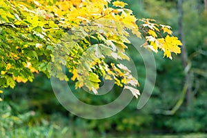 Beautiful golden maple leaves on a tree branch on bright autumn day