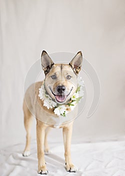 Beautiful golden mutt with a wreath of fresh daisies around her neck