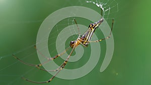 Beautiful golden orb spider on its web. macro photo of this gracious but ruthless predator waiting for its prey