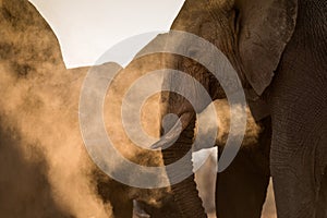 A beautiful golden portrait of an elephant herd taking a dust bath at sunset