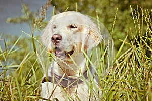 Beautiful golden retriever dog in green grass