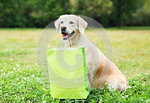 Beautiful Golden Retriever dog holding green shopping bag in teeth on grass in summer