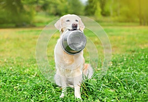 Bellissimo d'oro il cane possesso denti una ciotola sul erba 