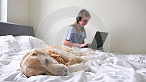 Beautiful Golden Retriever Dog Lying On The Bed, Little Girl Working On A Laptop