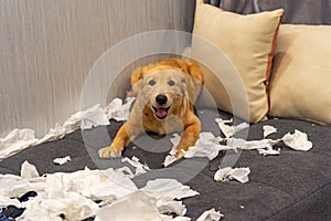 Beautiful golden retriever dog playing toilet papers at living room