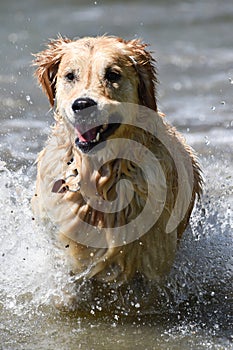 Beautiful golden retriever dog runs free jumping and diving into the water and making many sketches with dramatic faces