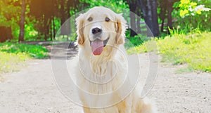 Beautiful Golden Retriever dog walking in the park