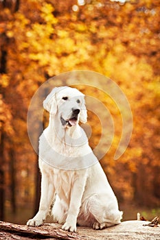 Beautiful golden retriever dog in yellow autumn landscape