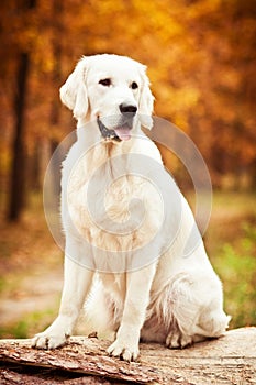 beautiful golden retriever dog in yellow autumn landscape