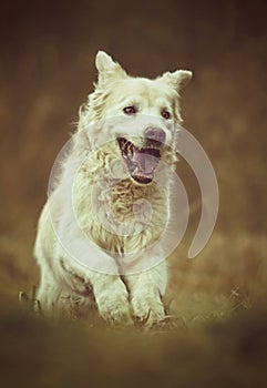 Beautiful golden retriever labrador dog puppy running in nature