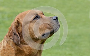 Beautiful Golden retriever looks for a treat from her owner