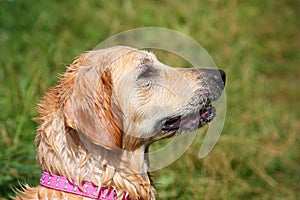 A beautiful golden retriever pet gundog