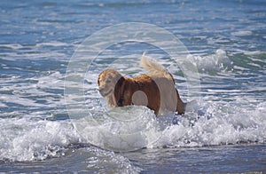 Beautiful golden retriever pushes through the surf at dog beach