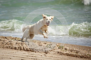 A beautiful Golden Retriever is runing in the sand, waiting to play with the owner