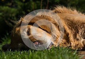 Beautiful golden retriever sleeping