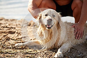 Happy dog labrador enjoy playing on beach with owner.