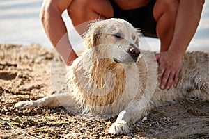 Happy dog labrador enjoy playing on beach with owner.