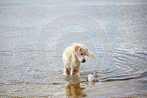 Happy labrador enjoy playing on beach with owner. Pet concept.