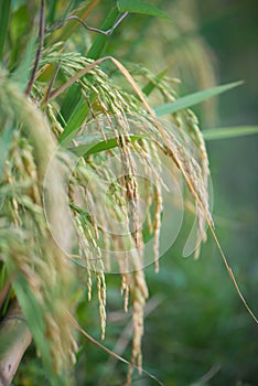 Beautiful golden rice field and ear of rice