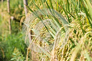 Beautiful golden rice field and ear of rice