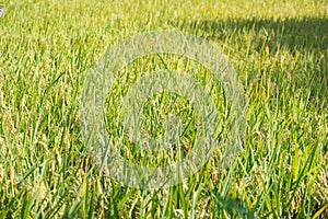 Beautiful golden rice field and ear of rice