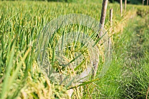 Beautiful golden rice field and ear of rice