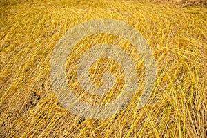 Beautiful golden rice field and ear of rice. Close up of yellow rice in the field.