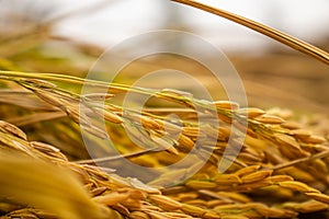 Beautiful golden rice field and ear of rice. Close up of yellow rice in the field.