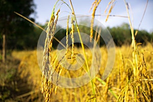 Beautiful golden rice field and ear of rice. Close up of yellow rice in the field.