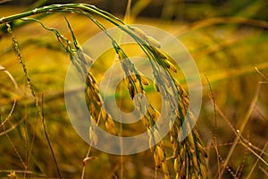 Beautiful golden rice field and ear of rice. Close up of yellow rice in the field.