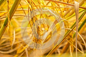 Beautiful golden rice field and ear of rice. Close up of yellow rice in the field.