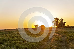 Beautiful golden sunrise in a field with green grass and tree. Stunning scenery and tranquility