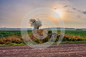 A beautiful golden sunset behind a tree on a field. Photo from Eslov, Scania, Sweden