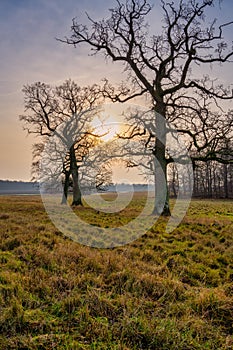 A beautiful golden sunset behind trees on a field. Photo from Eslov, Scania, Sweden