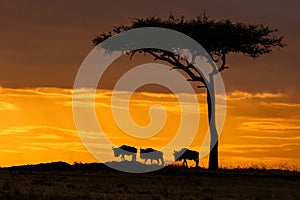 Beautiful golden sunset over the silhouettes of the wildebeests and the trees.