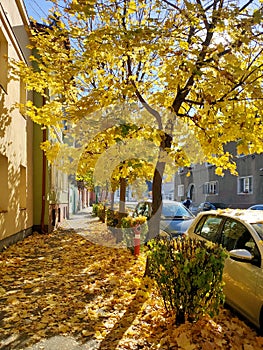 Beautiful Golden Trees Autumn Season