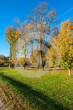 Beautiful golden trees in fall