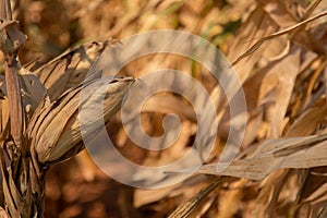 Beautiful golden view of wide corn field sunset background  dry leaves of vegetable farm ready to harvest  dried agricultural